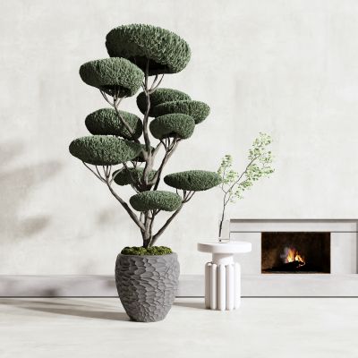 植物盆栽景观松树