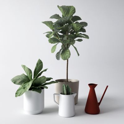 现代花草 花卉 盆栽