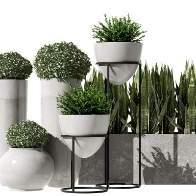 现代植物盆栽组合