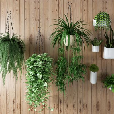 现代盆栽 吊篮