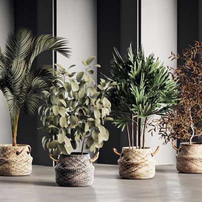 现代绿植，盆栽花盆