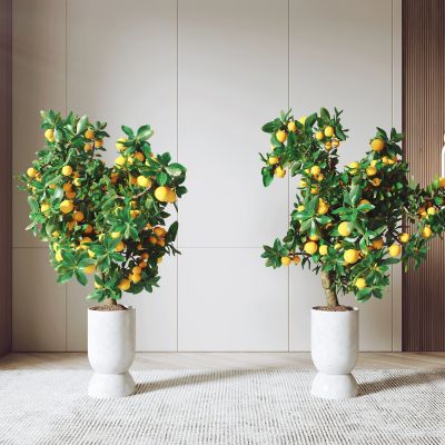 橘子树盆栽