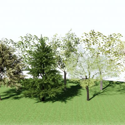 现代景观树松树