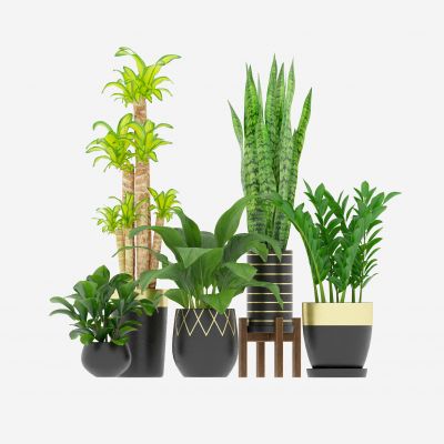 现代芦荟绿植盆栽