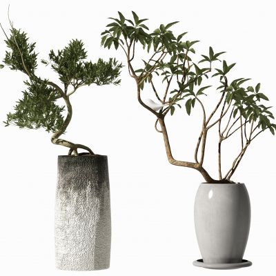 新中式植物盆栽