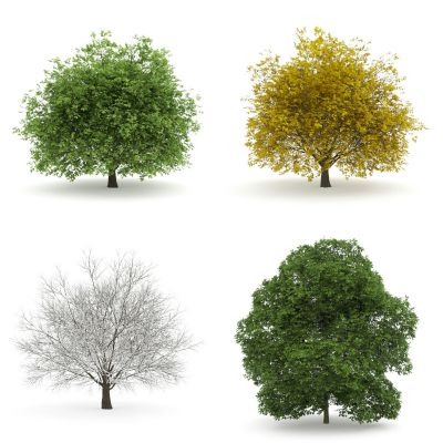 现代景观树，外来植物