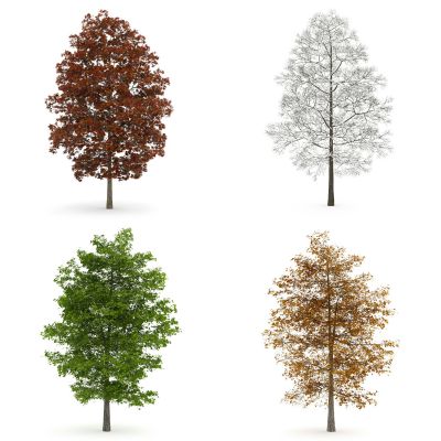 现代景观树，外来植物