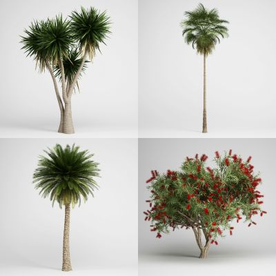 现代景观树，外来植物