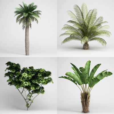 现代景观树，外来植物