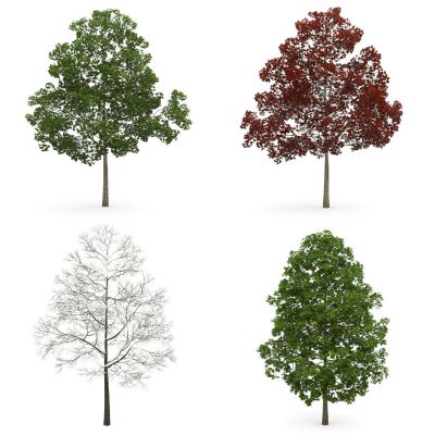 现代景观树，外来植物