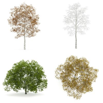 现代景观树，外来植物