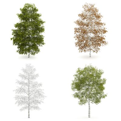 现代景观树，外来植物