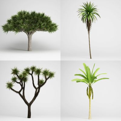 现代景观树，外来植物