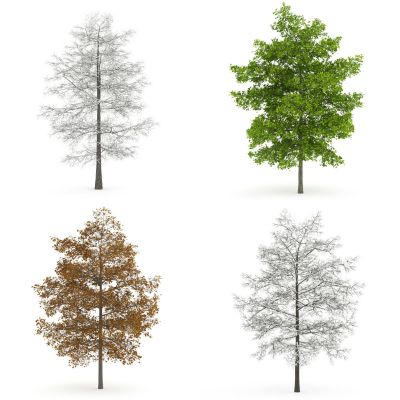 现代景观树，外来植物