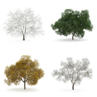 现代景观树，外来植物