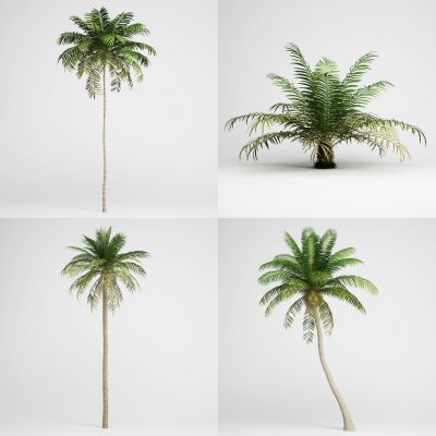 现代景观树，外来植物