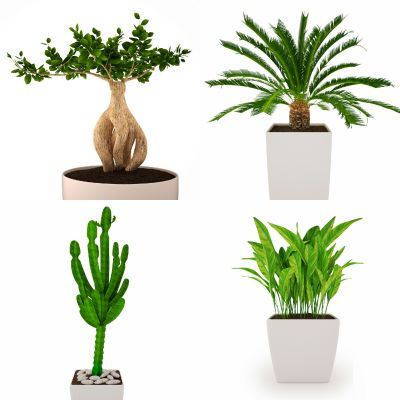 铁树，发财树，仙人掌，富贵竹盆景