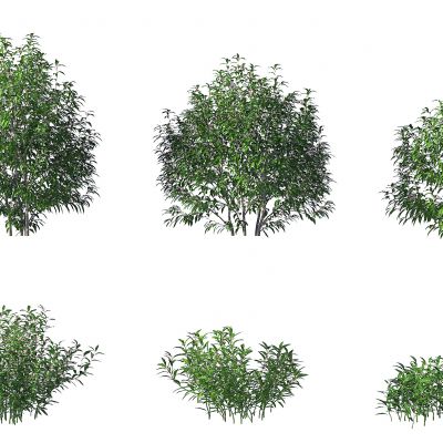 现代绿植灌木丛,