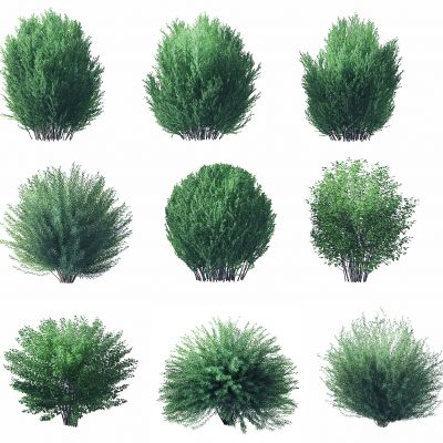 现代绿植灌木，矮树