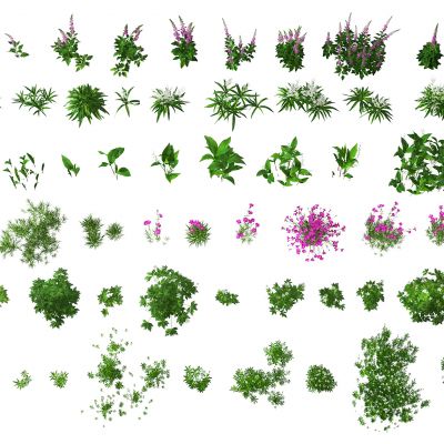 现代绿植灌木花草