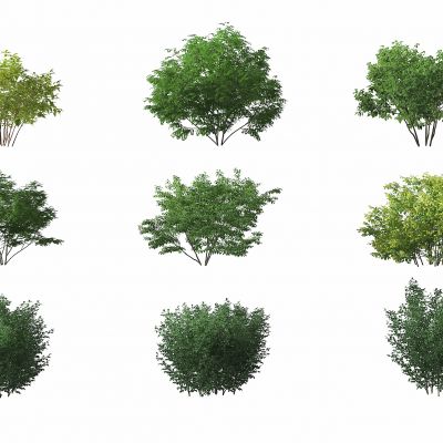 现代绿植灌木,矮树