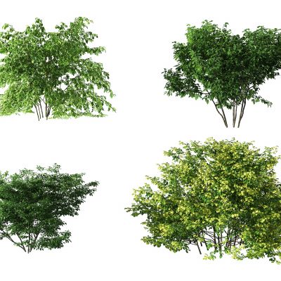 现代园林灌木绿植