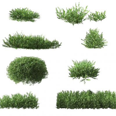 现代灌木植物,绿植