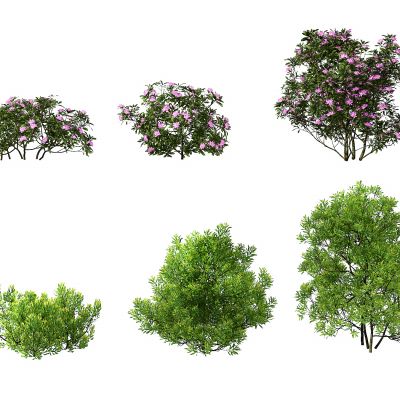 现代灌木植物,绿植