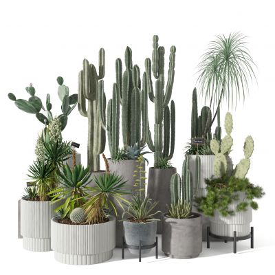 现代欧洲植物仙人掌