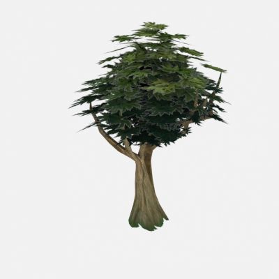 现代树木绿荫树