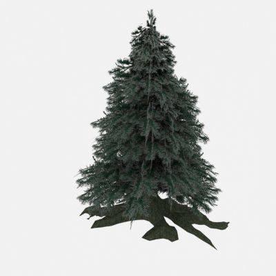 现代树木针叶树