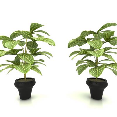 现代风格植物
