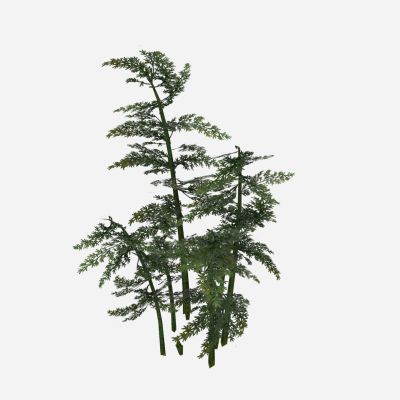 现代植物 竹子 树木 