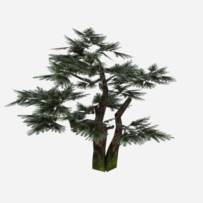 现代植物 松树 树木 