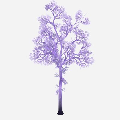 现代植物 紫树 树木 