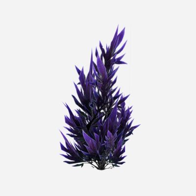 现代植物 紫色花草 