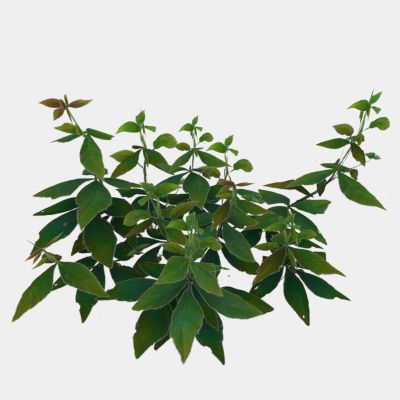 现代植物 花草 野花 