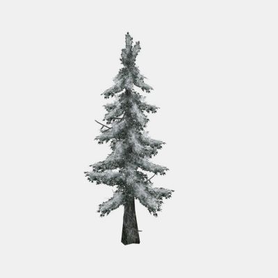 现代植物 树木 冬树 