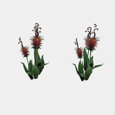 现代植物 野花 花草 