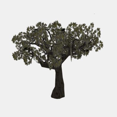 现代植物 茂盛树木 