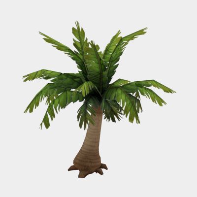 现代植物 芭蕉树木 