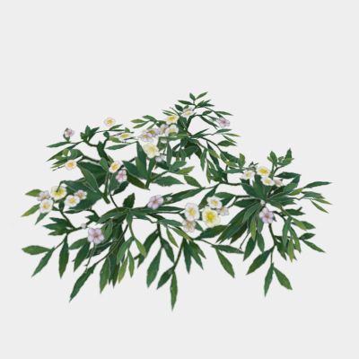 现代植物 路边花草 