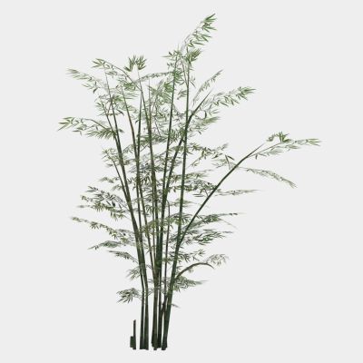 现代植物 竹子 树木 