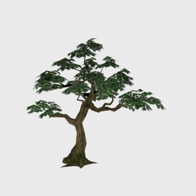 现代植物 针叶树木 