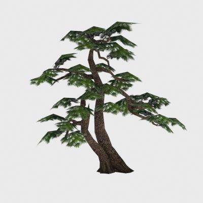 现代植物 针叶树木 