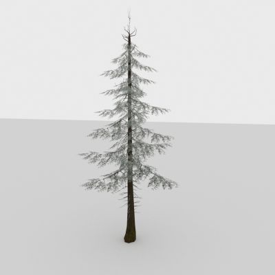 现代植物 冬季树木 