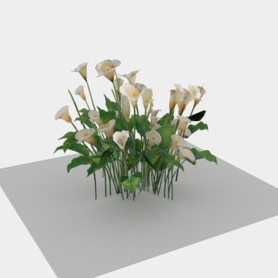 现代植物 小花 花草 