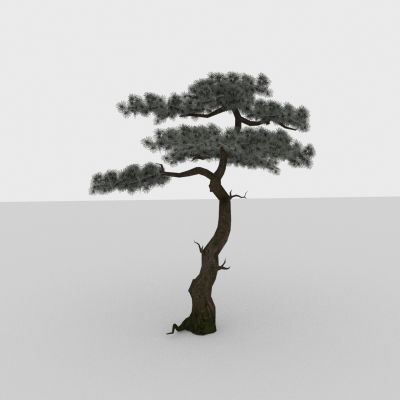 现代植物 针叶树木 