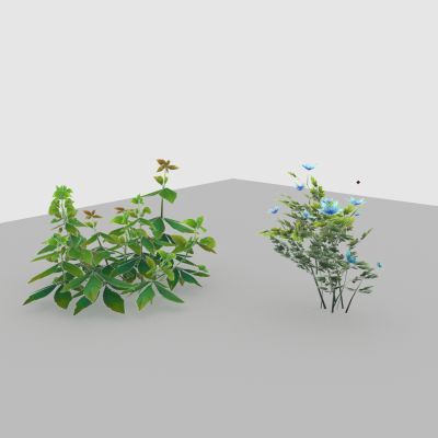 现代植物 路边野花 