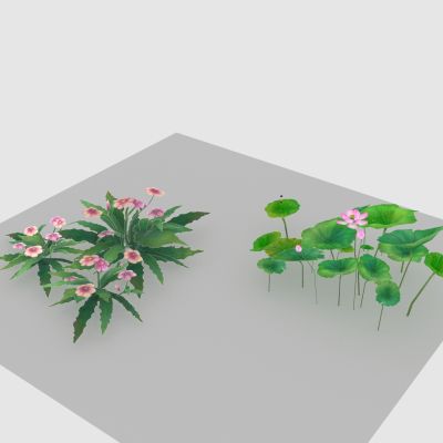 现代植物 路边野花 